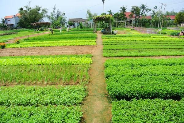 Green House Homestay Hội An Buitenkant foto
