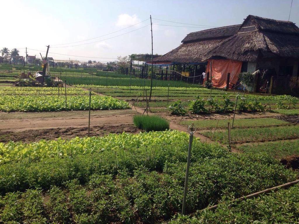 Green House Homestay Hội An Buitenkant foto